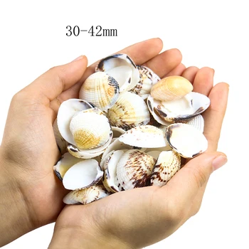 10PCS 3-5 cm Naravnih Seashell Orel Krila Lupini Doma Poroko Plaža Dekor Fish Tank Akvarij Dekoracijo Dodatno Svečo Materiala