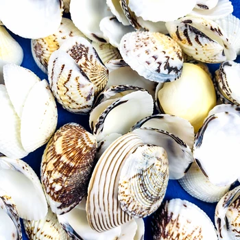 10PCS 3-5 cm Naravnih Seashell Orel Krila Lupini Doma Poroko Plaža Dekor Fish Tank Akvarij Dekoracijo Dodatno Svečo Materiala