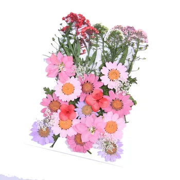 5 Nastavite Resnično Pritisnjen Cvetje Naravno Sušenega Cvetja Za Smolo, Izdelovanje Nakita Obrti Epoksi Ogrlico, Obesek, Diy Dodatki