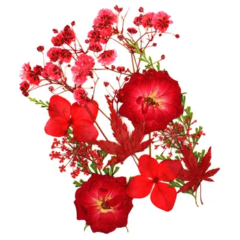 Pritisnete Cvetje Majhne Posušeno Cvetje Scrapbooking Suho DIY Konzervirane Cvet Dekoracijo Domov Mini Bloemen Flores Secas