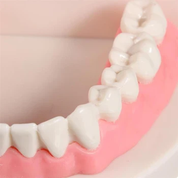 Vsadek, Bolezni Zob Model s Poučevanjem Ustno Zdravje Nega Znanost Bolezni Poučevanja, Študija